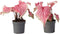 Plant in a Box - Caladium Sweetheart - Set van 2 - Tropische kamerplant - Pot 12cm - Hoogte 25-40cm
