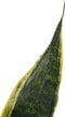 Duo Sansevieria Superba met Elho b.for white