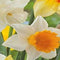 3 stuks - JUB - Narcissus Grootkronig mix 12 bollen
