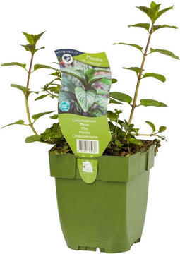 6 Chocolademunt planten - kruid - Mentha piperita - ChocolateGriffioen - tuinplanten - herbs - kruidenplanten