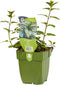 6 Chocolademunt planten - kruid - Mentha piperita - ChocolateGriffioen - tuinplanten - herbs - kruidenplanten