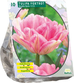 Baltus - Bollen Tulipa Foxtrot 10 stuks