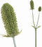PTMD Dipsacus Kunsttak - 93 x 16 x 94 cm - Kunststof - Groen