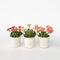 Plant in a Box - Lewisia cotyledon 'Bitterkruid' - Mengsel van 3 - Roze, Oranje, Paars - Bloeiende tuinplant - Winterhard - Pot 10cm - Hoogte 10-20cm