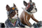 Decoratieve figuren DKD Home Decor Hars Hond (2 pcs) (27 x 10 x 24 cm)