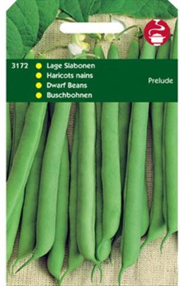 Stam (Lage) Slabonen Prelude Z. Dr.