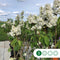 Sering 'Mme lemoine' | Syringa vulgaris 'Mme lemoine' | Bomenbezorgd.nl