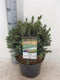 Picea glauca echiniformis 25-30 cm