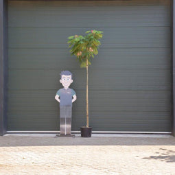 Perzische slaapboom - ‘Albizia julibrissin’ 180 - 200 cm stamhoogte (8 - 10 cm stamomtrek)