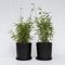 Plant in a Box - Fargesia nitida 'Red Dragon' - Set van 2 - Niet woekerende bamboe met rode stelen - Winterhard en groenblijvend - Pot 17cm - Hoogte 60-80cm