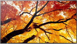 Sharp MultiSync M552 - Videowall Monitor - 4K Ultra HD 55" - Zwart