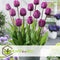 Plant in a Box - Tulipa Blueberry - Mix x40 - Tulp - Bloembollen voor Tuin, Terras of Balkon