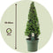 Plant in a Box - Ilex crenata 'Japanse Hulst' Piramide - Buxusvervanger - Tuinplant - ⌀21cm - Hoogte 55–65cm