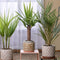 Plant in a Box - Mix van 3 Palmen - Kamerplanten - Phoenix - Yucca Washingtonia - Pot 14/15cm - Hoogte 50-70cm