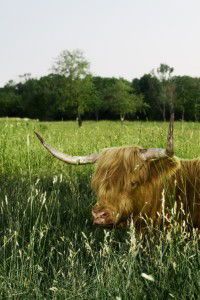 Customize it - Tuinschilderij hoogl veld 130x70