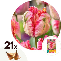 Plant in a Box - Tulipa Apricot Parrot - Tulpenbollen x21 - Bloembollen voor Tuin, Terras, Balkon