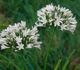 5 stuks Agapanthus africanus Albus