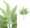PTMD Leaves Plant Boston Varen Kunsttak - 39 x 49 x 64 cm - Groen