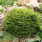 Picea abies 'Nidiformis' - Spar - Planthoogte: 40-50 cm - Pot Ø 23 cm (5 liter)