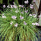 Plant in a Box - Tulbaghia violacea 'Knobikraut' - wilde knoflook - Paarse bloemen - set van 3 - Potmaat 9 cm - Hoogte 15-25 cm
