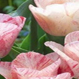 JUB - Tulipa Hemisphere