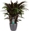 Calathea Elgergrass met Elho brussels antracite ↨ 50cm - hoge kwaliteit planten