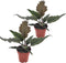Plant in a Box - Philodendron Caramel - Set van 2 - Groene luchtzuiverende kamerplant - Caramel glans - Pot 12cm - Hoogte 25-35cm