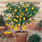 Tuinplant - Potplant - Citrus Meyer in ELHO outdoor sierpot Greenville Rond (zwart)