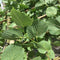 Leilinde 8-12 cm omtrek van de stam + aanplantpakket