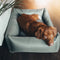 District 70 Classic Box Bed - Hondenmand - Duurzaam polyester - Cactus Green - L 100 x 70 cm