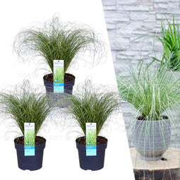 Plants by Frank | 3 Carex comans 'Frosted Curls' XL | Siergrassen winterhard | 3x Ø 14 cm | vaste planten | Winterharde siergras
