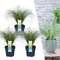Plants by Frank | 3 Carex comans 'Frosted Curls' XL | Siergrassen winterhard | 3x Ø 14 cm | vaste planten | Winterharde siergras