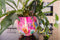 TS Collection - Bloempot Fiesta fuchsia - 28x25 - Metaal & Epoxy - Exclusieve woonitems voor binnen - Handgemaakt - Unieke print - Designed by Lammie