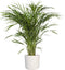 Goudpalm in ® ELHO b.for soft sierpot ↨ 90cm - hoge kwaliteit planten