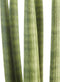 Sanseveria ↨ 30cm - hoge kwaliteit planten
