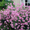 Malva moschata - Muskuskaasjeskruid | 1 stuk | Bijen- en vlinderplant | Bijentuin | 11x11 cm Kwekerspot | Geurend | Roze