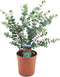 Plant in a Box -Eucalyptus Pulverulenta - Eucalyptus struik - Tuinplant - Pot 17cm - Hoogte 40-45cm