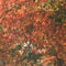 Customize it - Tuinschilderij ochtenddauw 130x70cm