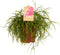 Goed & Groen - Rhipsalis cashero - ↨ 20cm - Potmaat 12 - Kwaliteit Planten - Kamer Plant - Kamerplanten - Sfeer