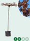 Rode sierpruim kruisdak Prunus cer. Nigra h 230 cm st. omtrek 8 cm...