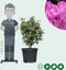 Rhododendron Roseum elegans | Rhododendron 'Roseum elegans' | Bomenbezorgd.nl