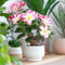 Plant in a Box - Adenium Obesum Pink Star - Roze Woestijnroos - Bloeiende Woestijnroos - Pot 13cm - Hoogte 30-40cm