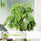 Plant in a Box - Monstera Monkey Mask - Mosstok - Rimpelgatenplant - Groene kamerplant - Pot 16cm - Hoogte 60-70cm
