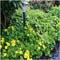 Plants by Frank | 12 Goudaardbei planten | Waldsteinia ternata | Winterharde bodembedekker planten | tuinplanten | Winterharde vaste planten meerjarig | Winterharde tuinplanten