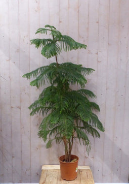 Kamerden Araucaria 100 cm kamerplant