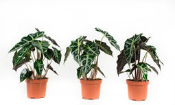 Alocasia Polly