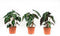 Alocasia Polly