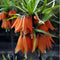 Plant in a Box - Fritillaria Rubra - Bloembollen x3 - Rode Kievietsbloem - Hoge bloemen