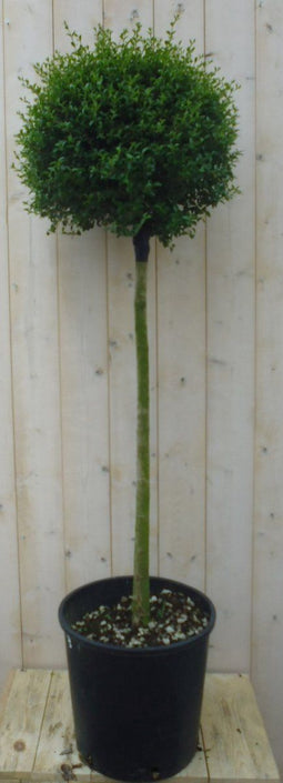 Liguster Bol 140 cm