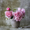 Plant in a Box - Paeonia pioen 'Sarah Bernhardt' - Set van 2 - Pioenen - Bloemknollen - Zomerbloeiers - Tuinbloemen - Roze